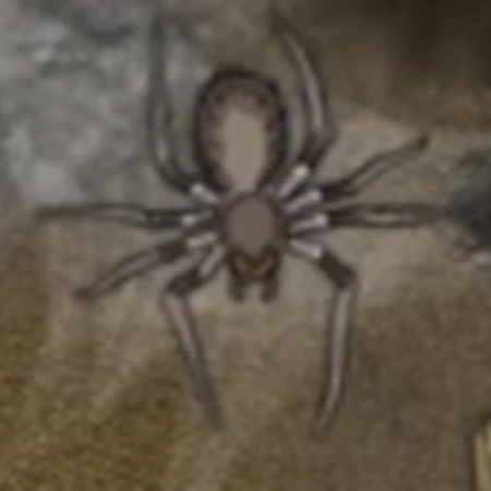 Araignee Geante Wikia Aventures Fandom