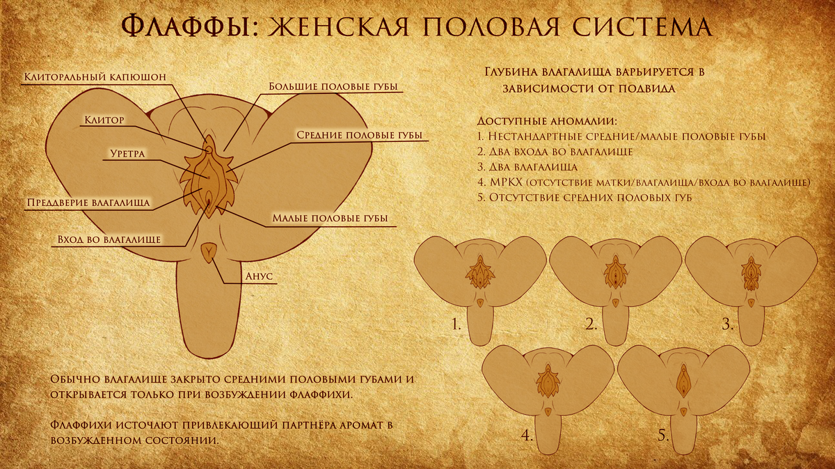 два влагалища 