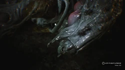 Mutant Pewchan F304 ‘ queen’ 佛爾花園| Pewchan Snow Queen F304 #platycerium #willinckii