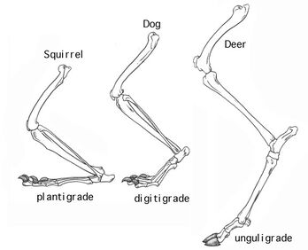 Digitigrade