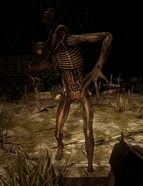 A Runner with a ridged head-carapace.