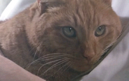 Jonesy as seen in the 1986 film Aliens.