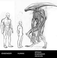 Unused concept of the adult Deacon from Prometheus: The Complete Fire and Stone.