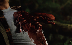 Chestburster Xenopedia Fandom