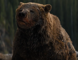 PBear