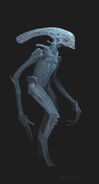 Concept art of an adult Neomorph by Khang Le.