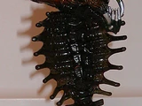 Snake Alien