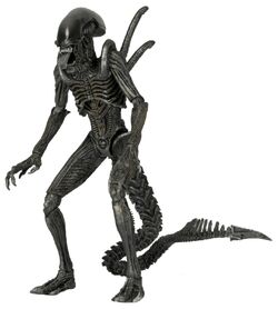pix Xenomorph Drone Vs Warrior drone xenopedia fandom