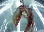 Baby trilobite moviestill