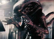 Alien mesoskeleton