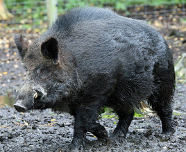 Boar-0