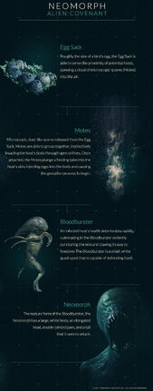 Neomorph Life Cycle