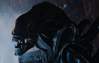 alien xenomorph warrior