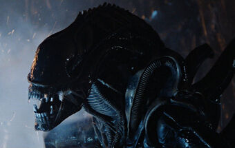 alien xenomorph warrior