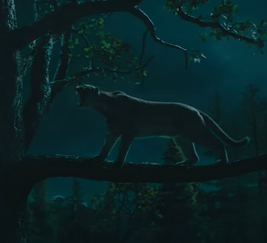 Mountain lion