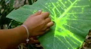  touching a leaf covered in Yautja blood.