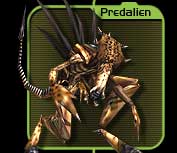 Predqueen