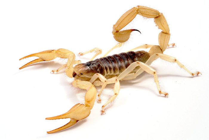 Scorpion | Xenopedia | Fandom