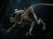  A Fireteam runner, reflecting more typical Xenomorph colors