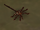 Praetorian Facehugger