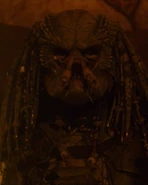 Close-up of Greyback.