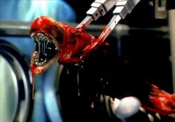 Chestburster | Xenopedia | Fandom