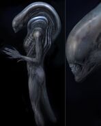 Concept art of a new Xenomorph, by Carlos Huante.[24]