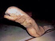 The Chestburster puppet in Alien.