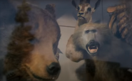 A stuffed kodiak bear as seen in Predator 2.
