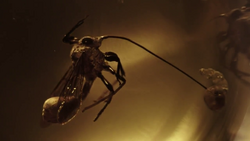 Parasitic alien wasp