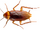 Cockroach