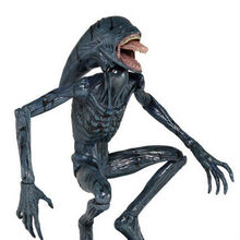 Deacon Xenopedia Fandom Coming back to this again, and its a very good xenomorph related design and if alien covenant is similar to this i would. deacon xenopedia fandom