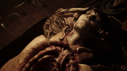Shaw's fate (3)