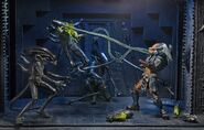 Dealing with some Xenos