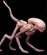 Bambi burster.jpg (11 KB) A Runner Chestburster.