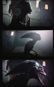 Proto-xenomorph