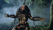 Predator.jpg