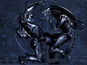 Avp.jpg