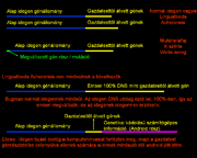 Génekv2