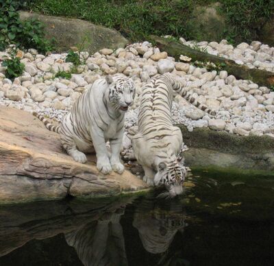 Can Bengal tigers live in the Arctic? - Tiger-Universe