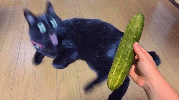 Funny cat sales cucumber videos