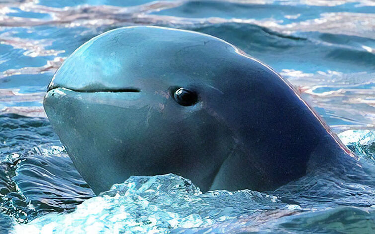 Irrawaddy Dolphin (Stolen from another user. XD)