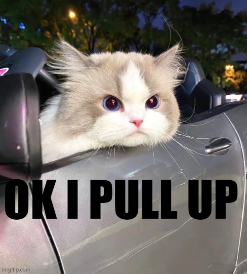 ok i pull up | Fandom