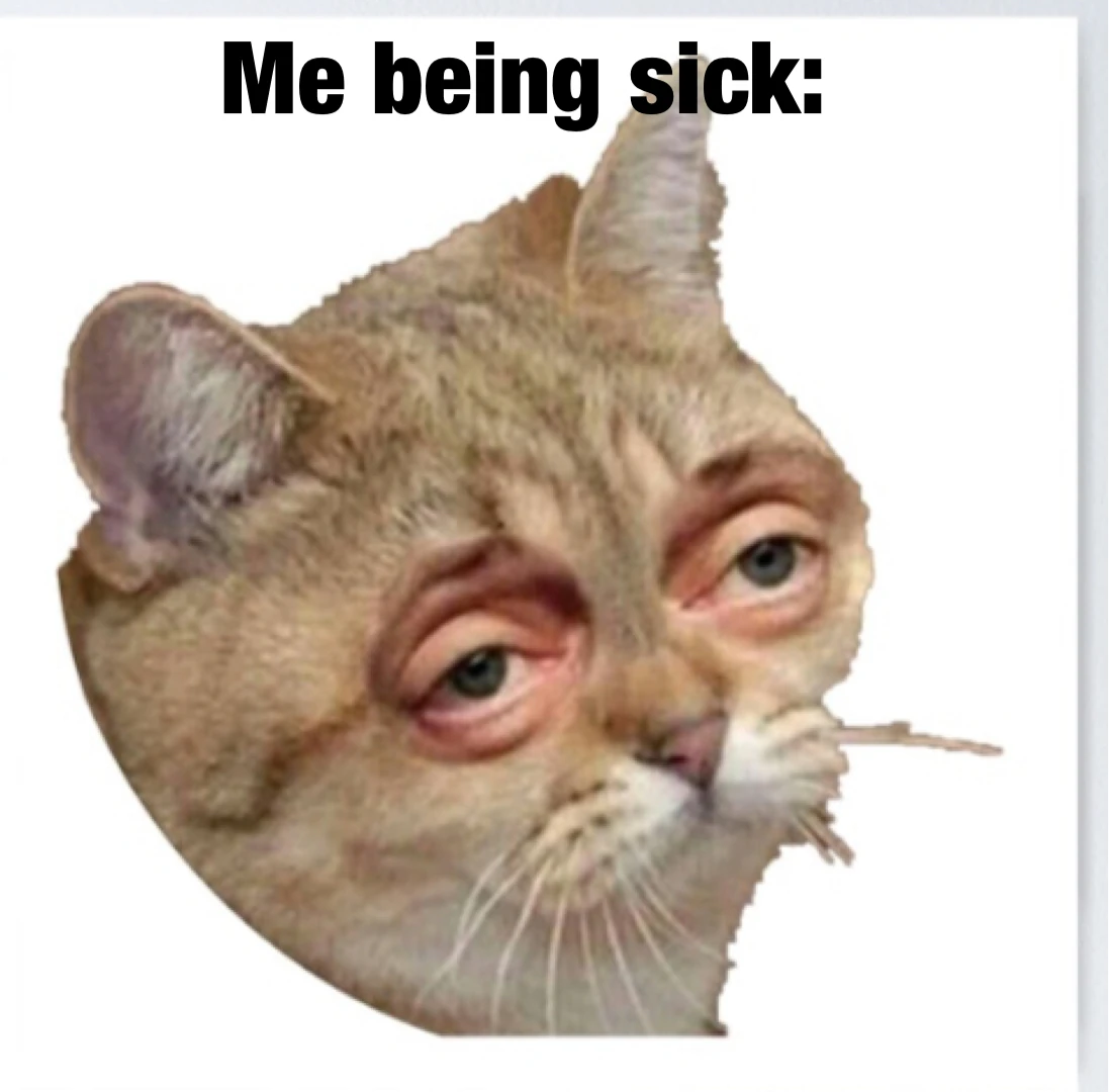 Daily cat meme day 2 Fandom