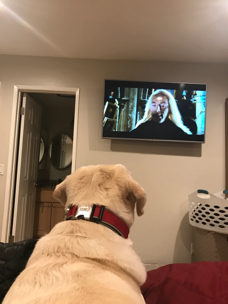 My dog likes Harry Potter