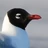 RelictGull123's avatar