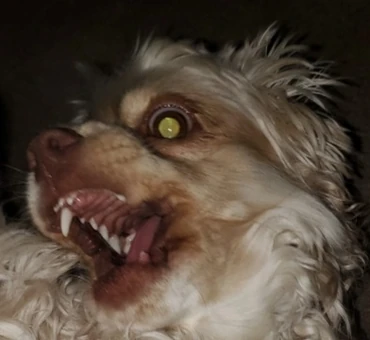 Who would win?!?! | Fandom