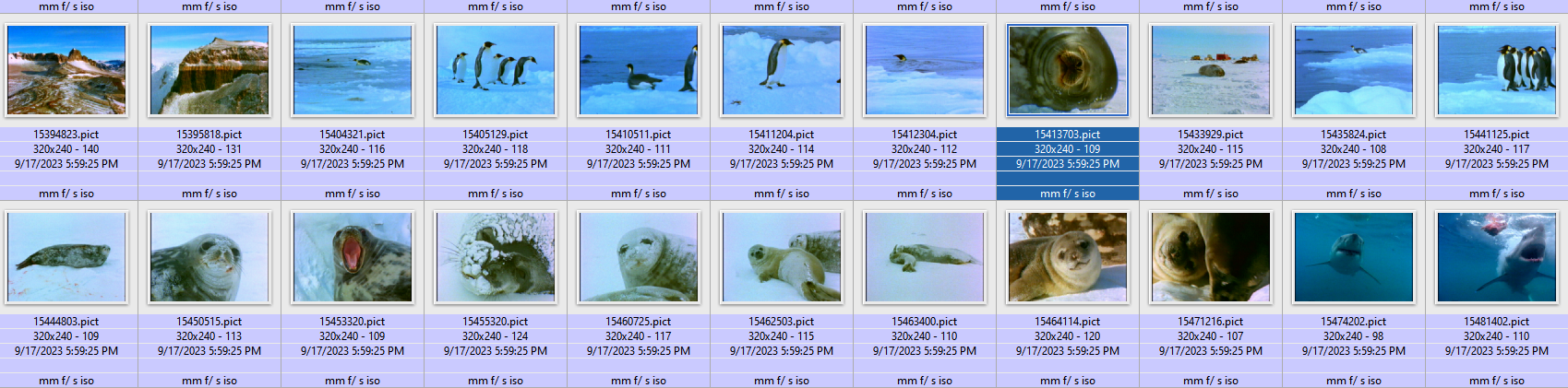 Weddell Seal Fandom   B33448e0 93ab 4014 8a95 A621187522f4