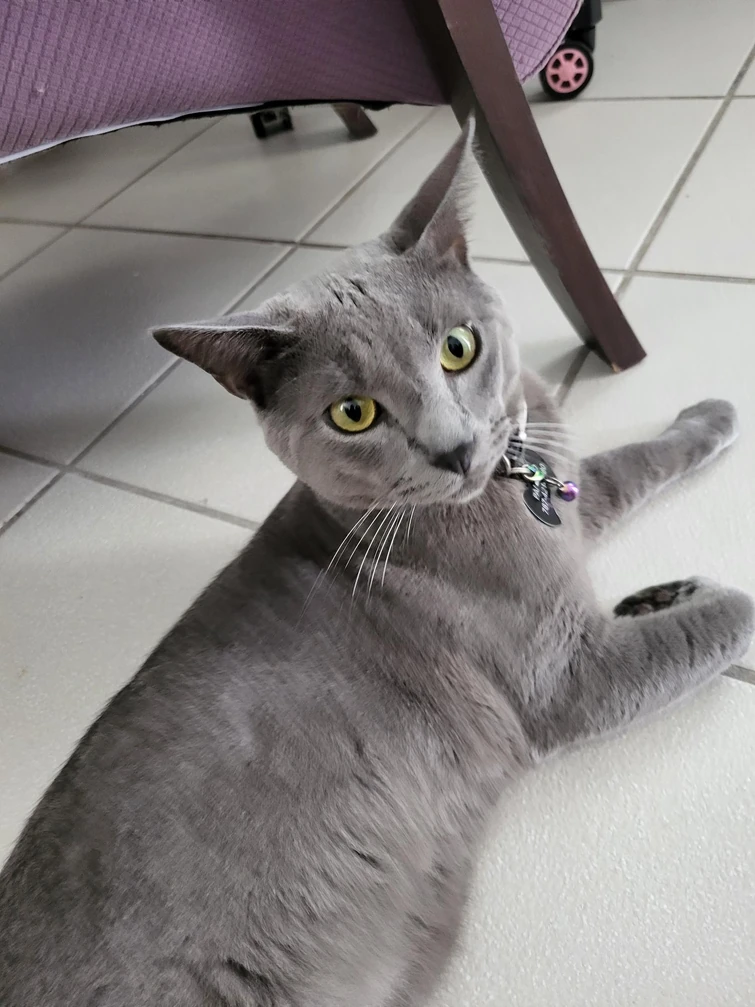 My cat keeps peeing on everythiiiing Fandom