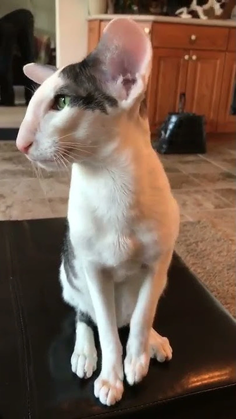 Discuss Everything About Silly Cat TV Series Wiki | Fandom